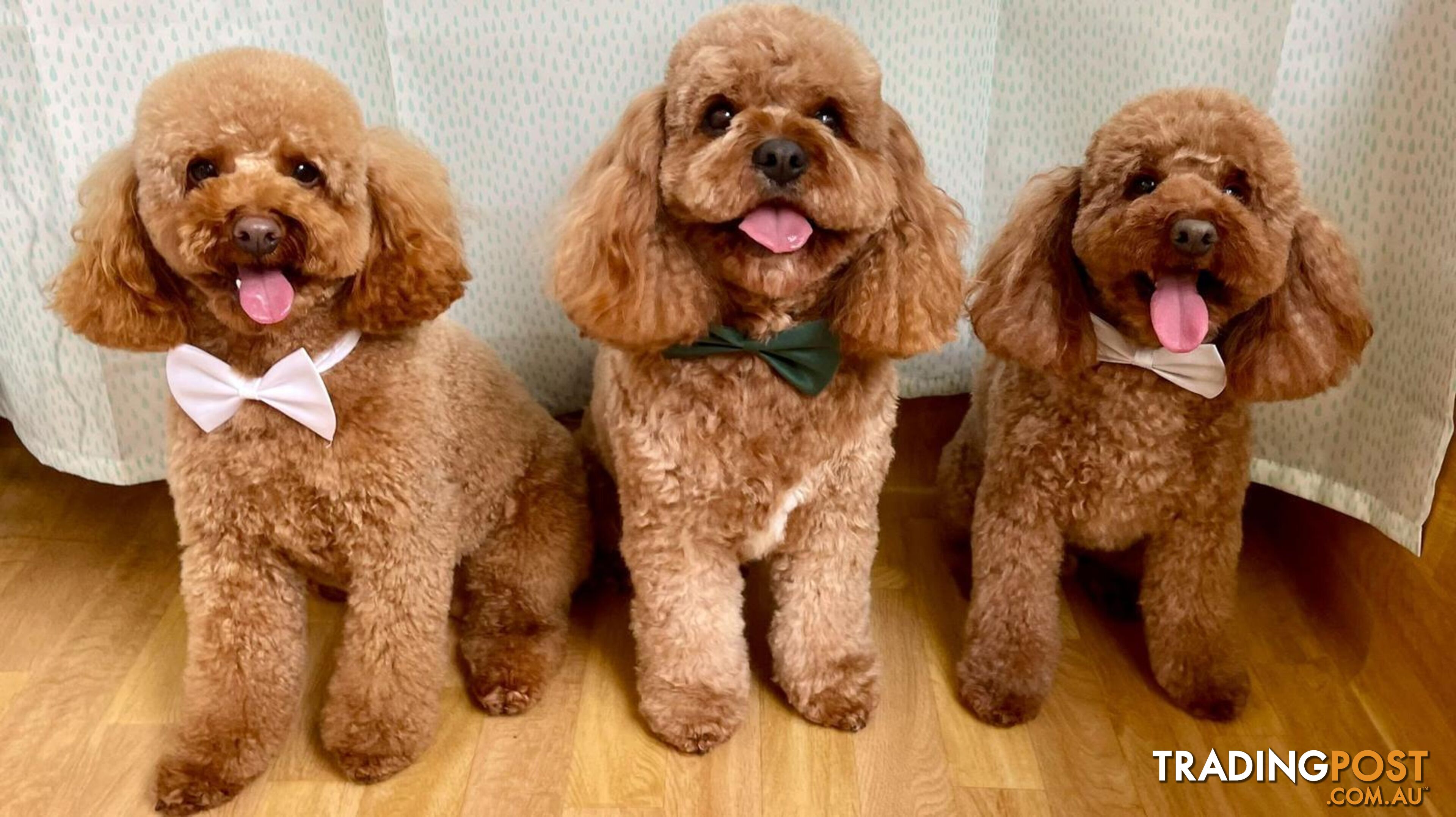 *Toy poodle Cavoodle and Cavalier stud dog