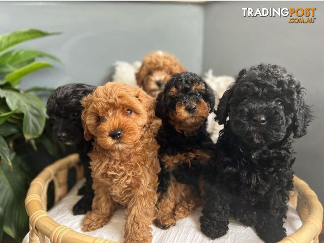 *Toy poodle Cavoodle and Cavalier stud dog