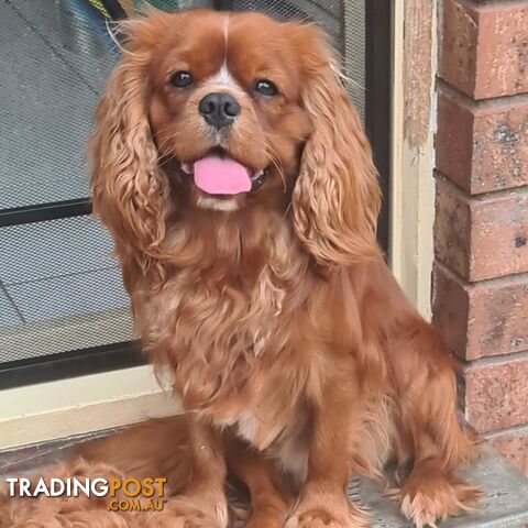 Cavalier King Charles stud (DNA CLEAR)