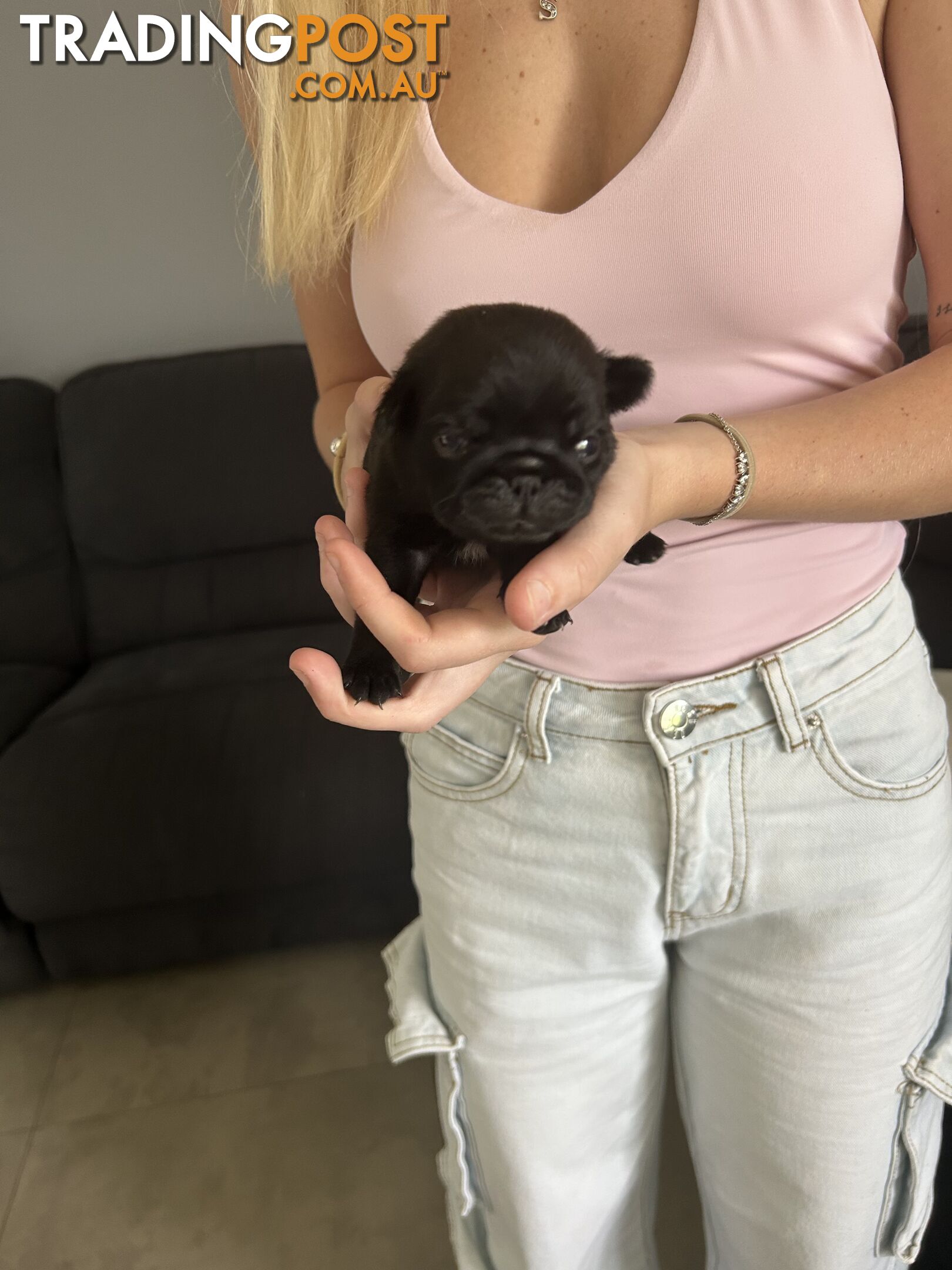 Purebred Pug Puppies