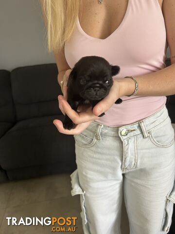 Purebred Pug Puppies