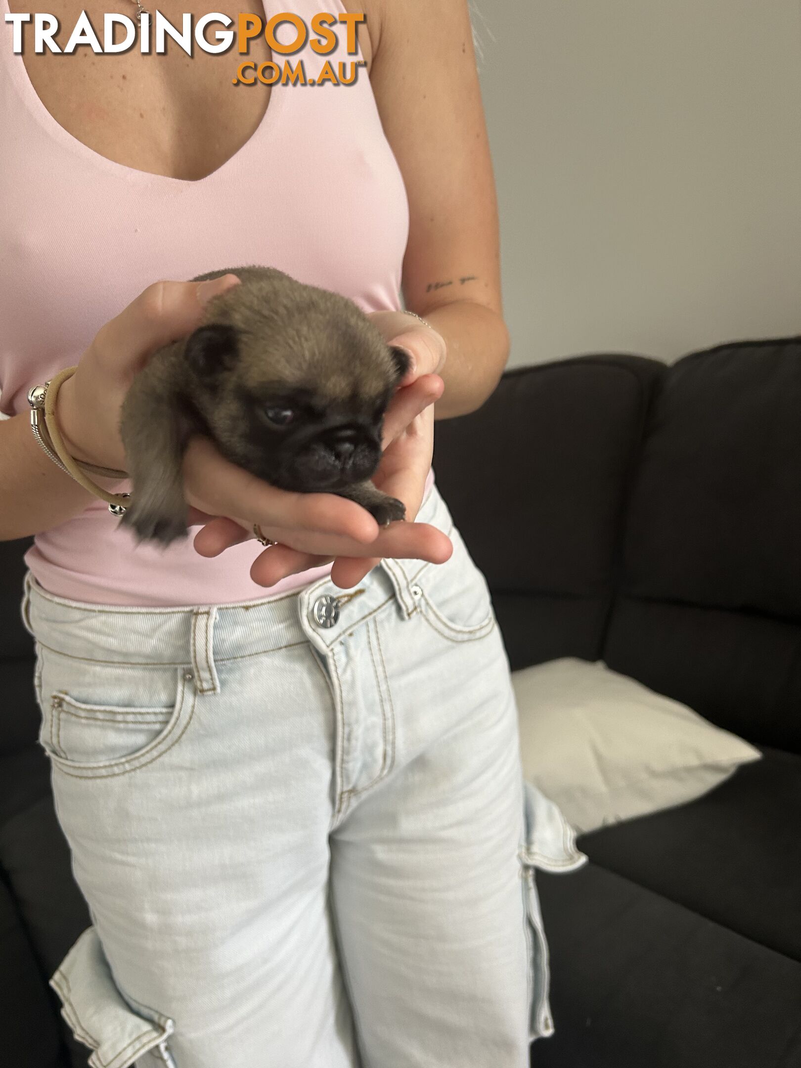 Purebred Pug Puppies