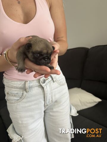 Purebred Pug Puppies