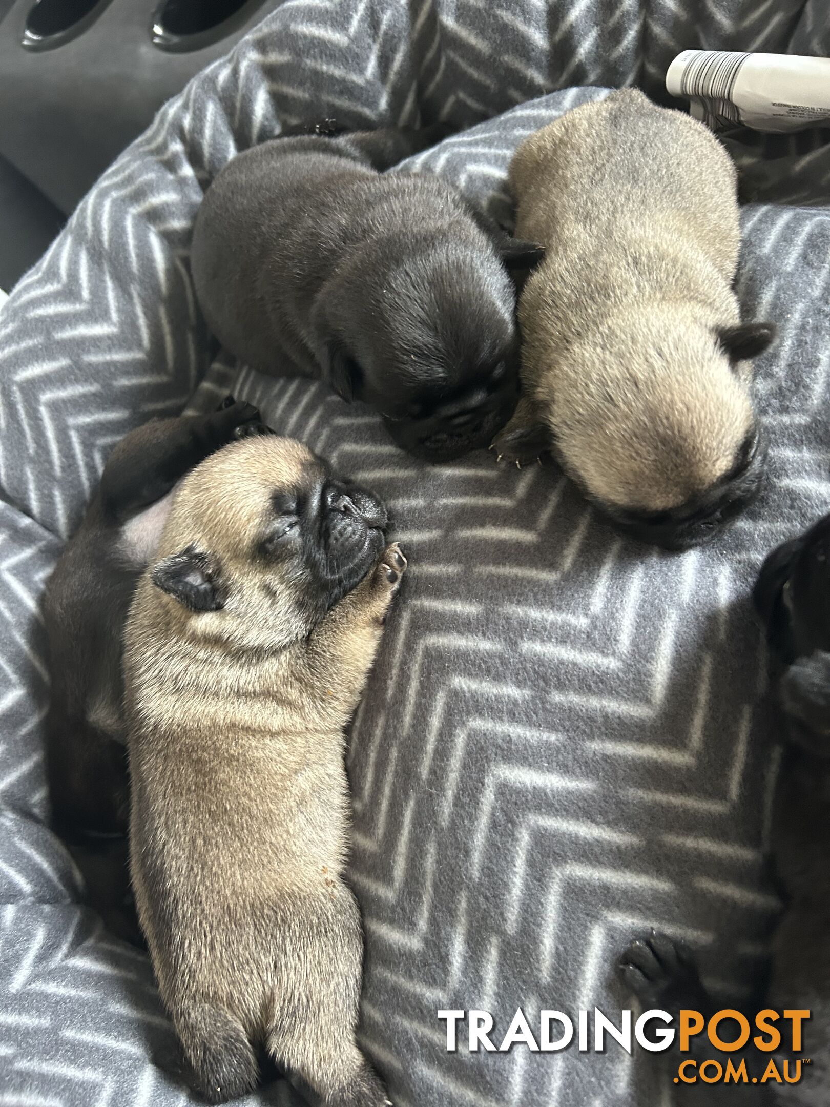 Purebred Pug Puppies