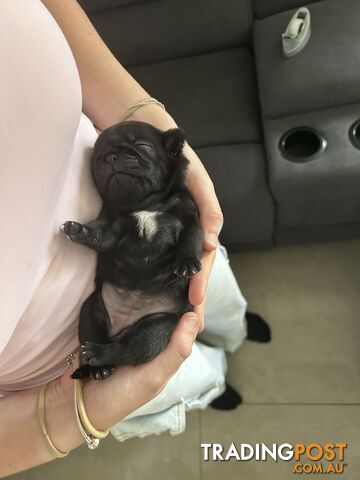 Purebred Pug Puppies