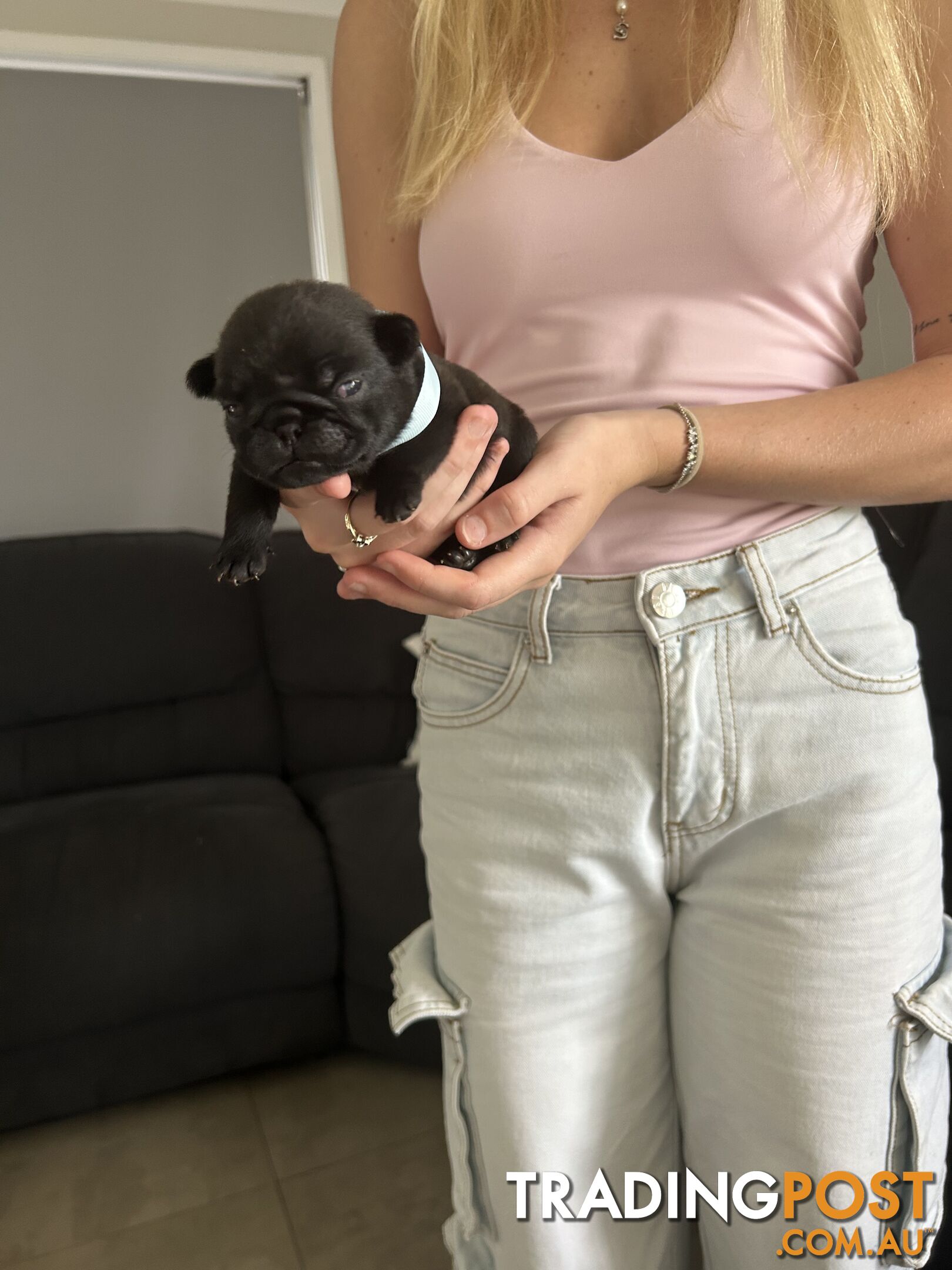 Purebred Pug Puppies