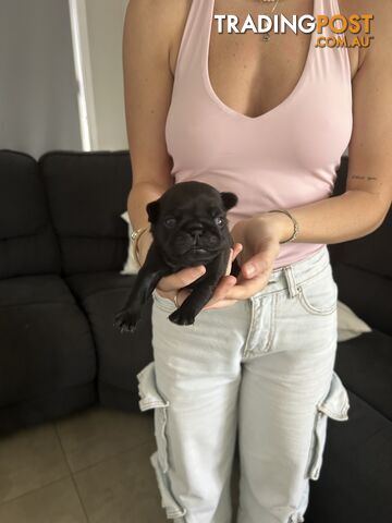 Purebred Pug Puppies