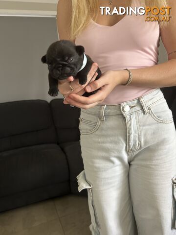 Purebred Pug Puppies