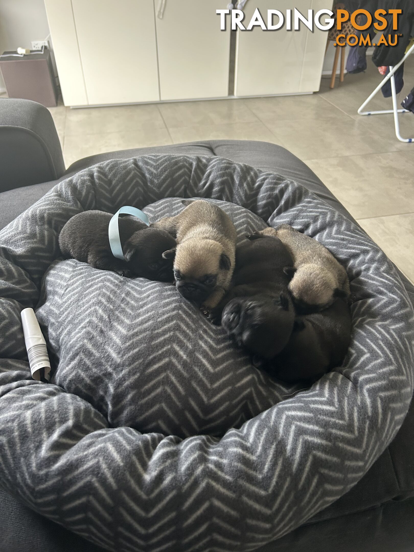 Purebred Pug Puppies