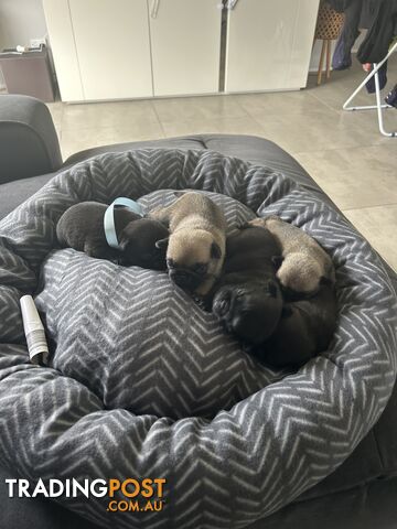 Purebred Pug Puppies