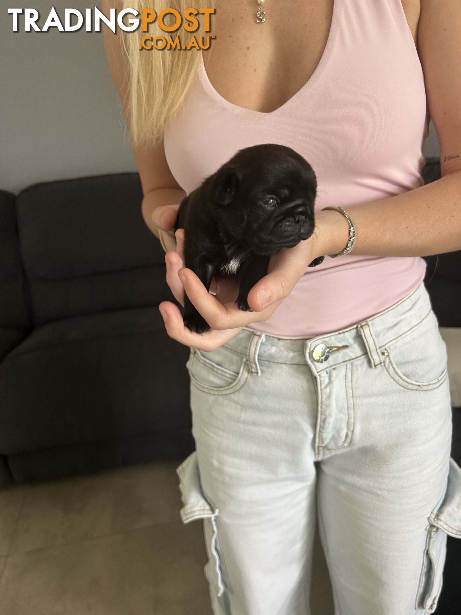 Purebred Pug Puppies