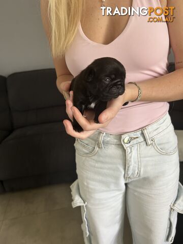 Purebred Pug Puppies