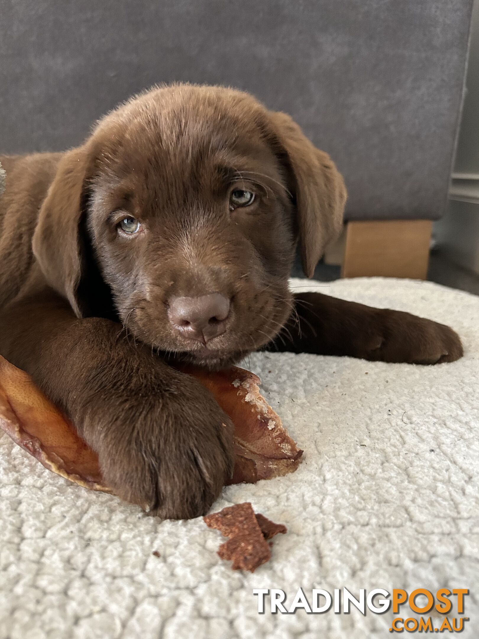 Pure chocolate Labrador pups