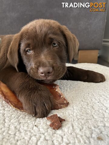 Pure chocolate Labrador pups