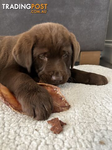 Pure chocolate Labrador pups