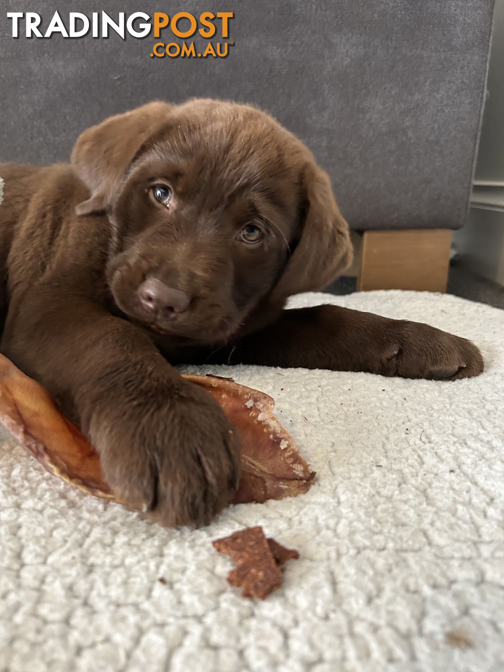 Pure chocolate Labrador pups