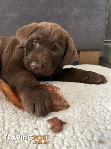 Pure chocolate Labrador pups