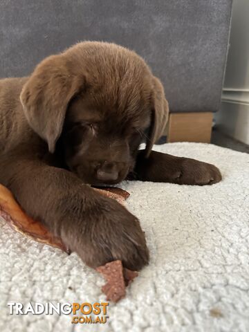 Pure chocolate Labrador pups