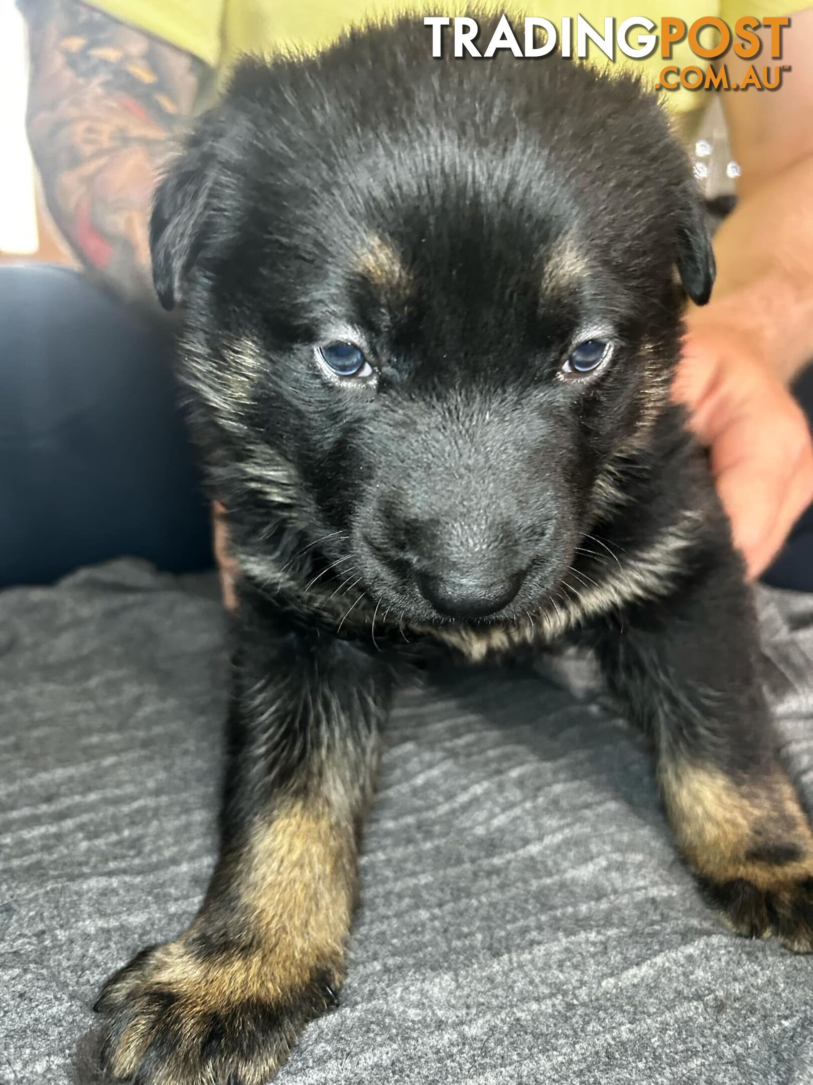 German Shepherd Puppies