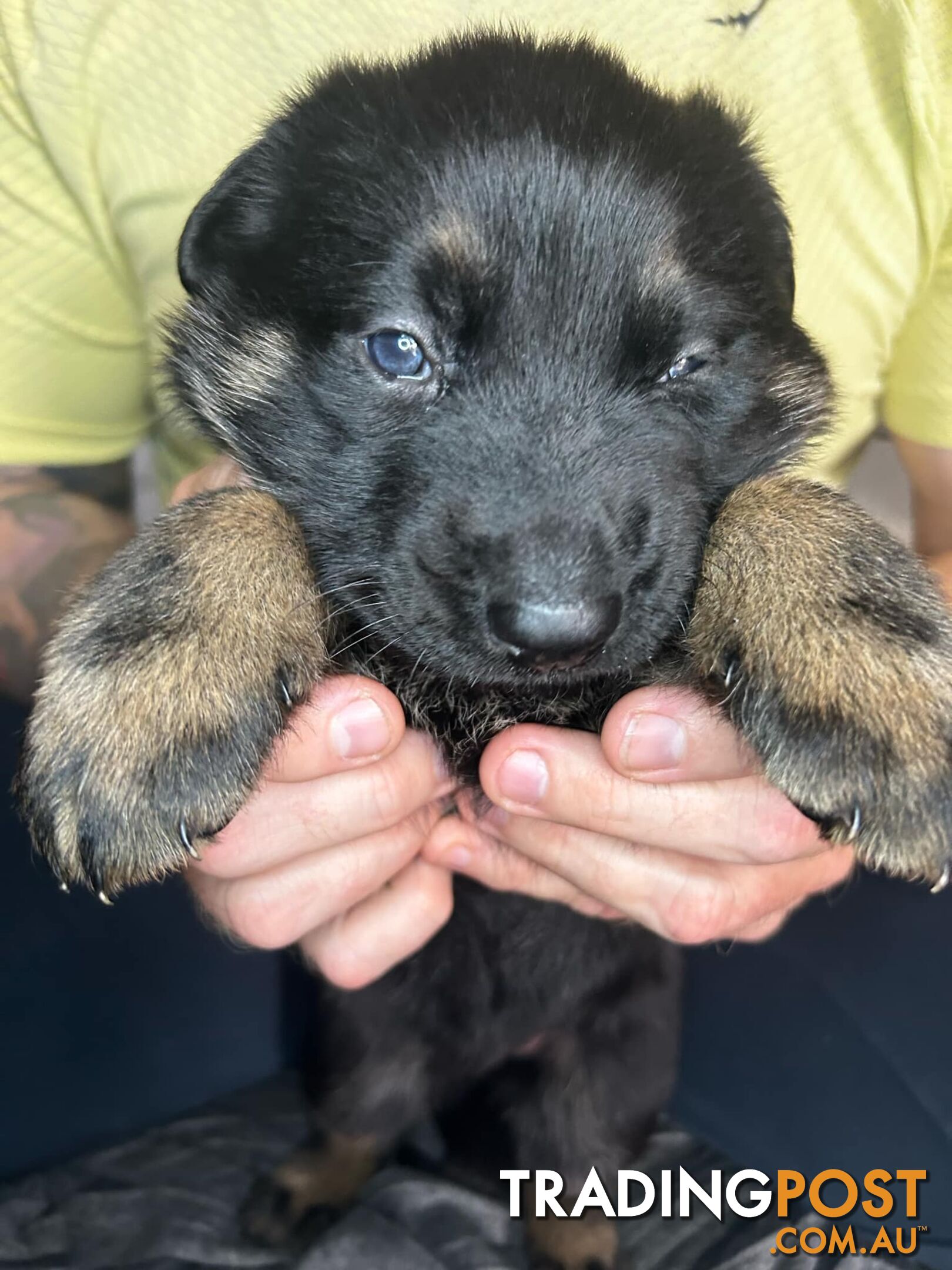 German Shepherd Puppies