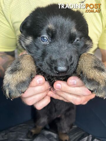 German Shepherd Puppies