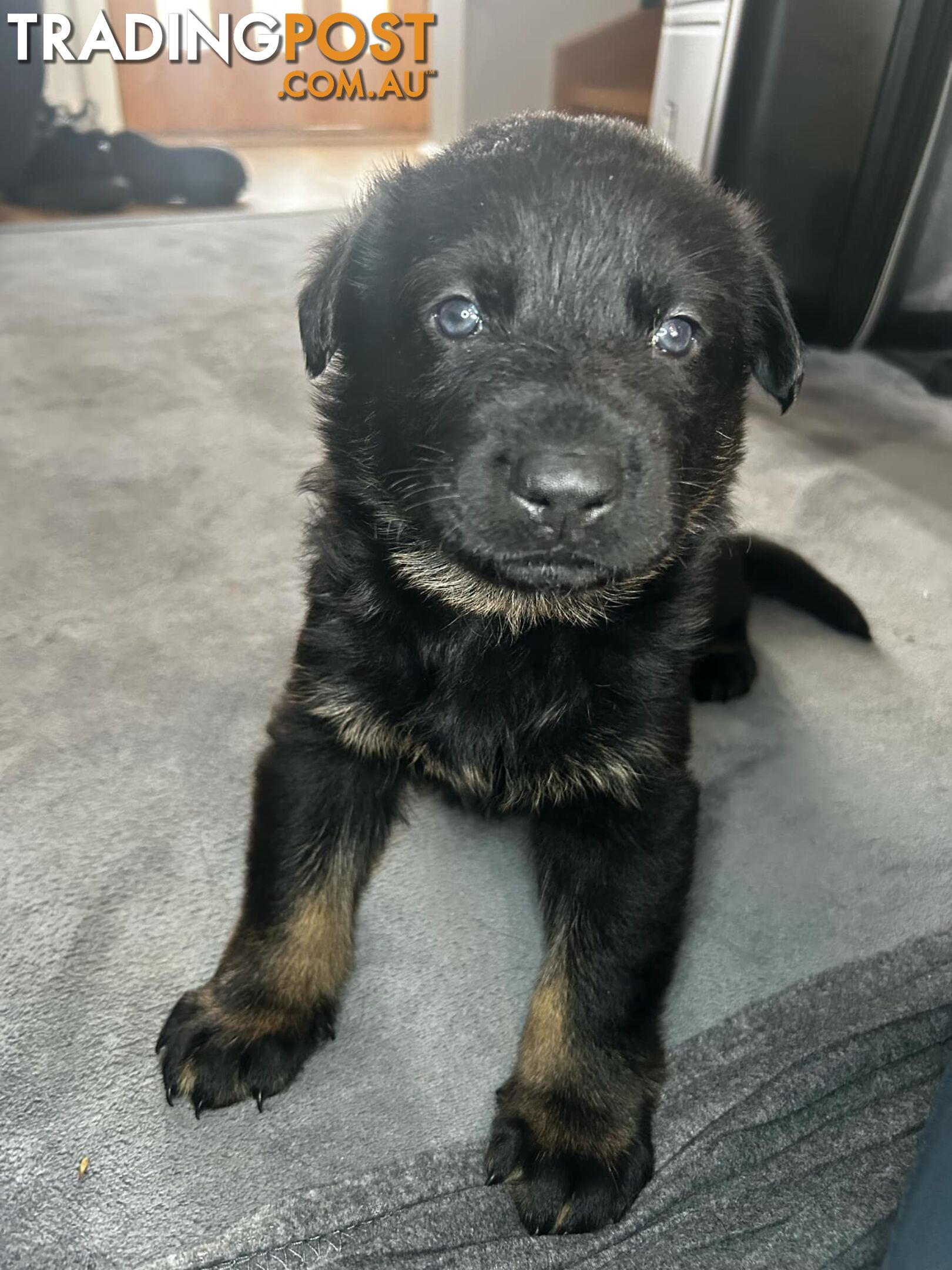 German Shepherd Puppies