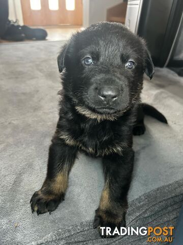 German Shepherd Puppies