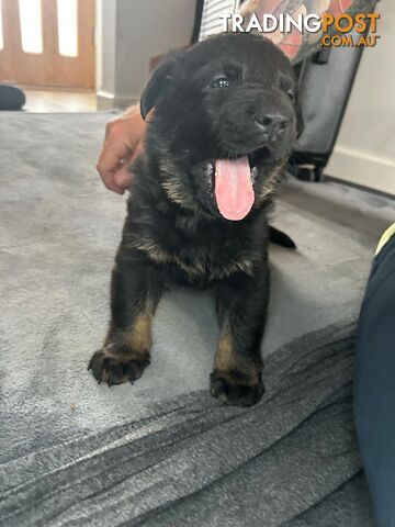 German Shepherd Puppies