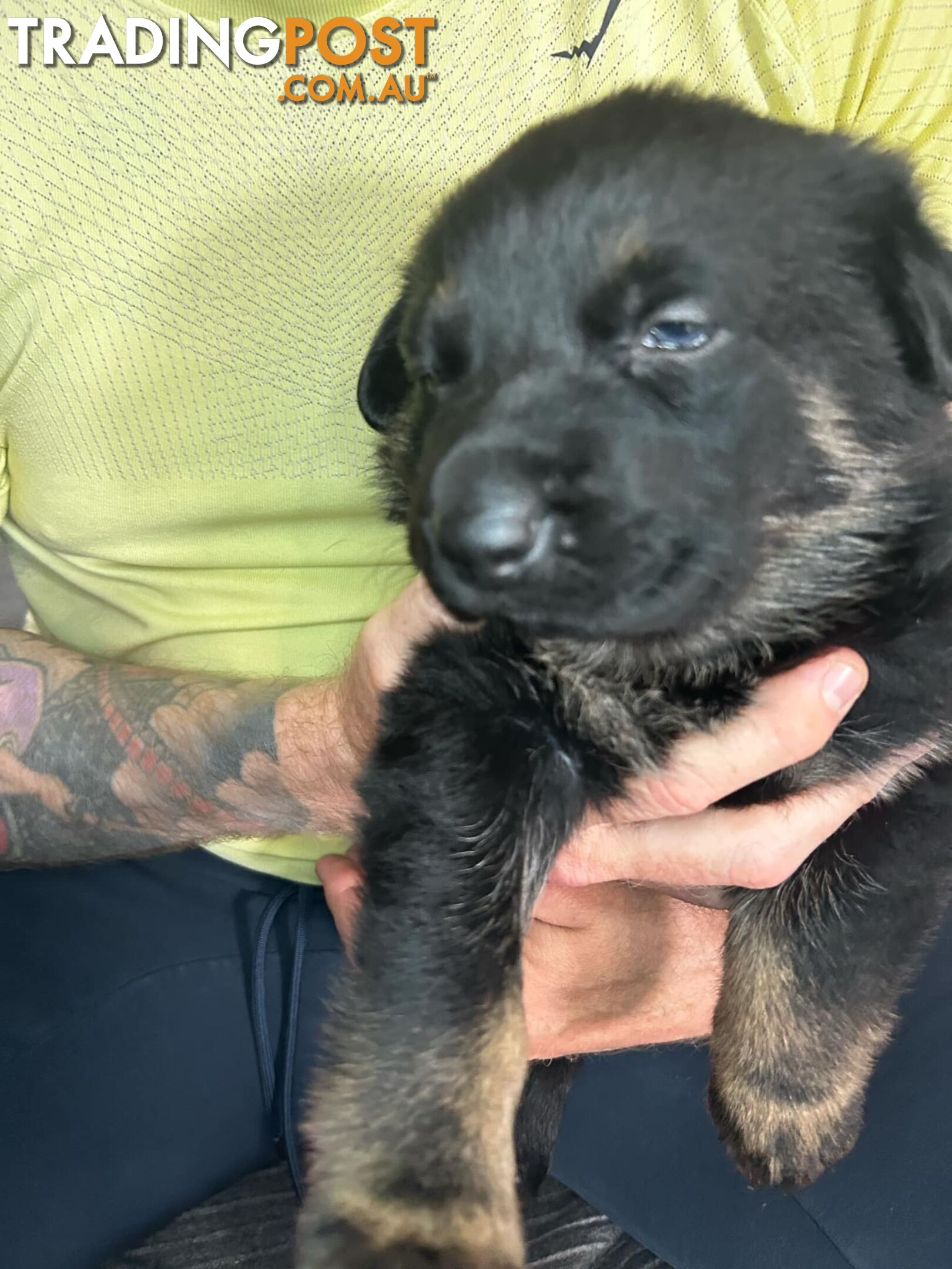 German Shepherd Puppies