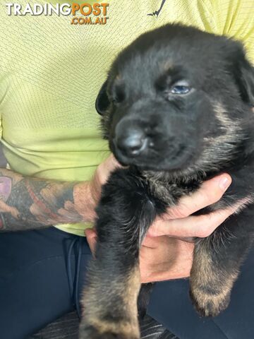 German Shepherd Puppies