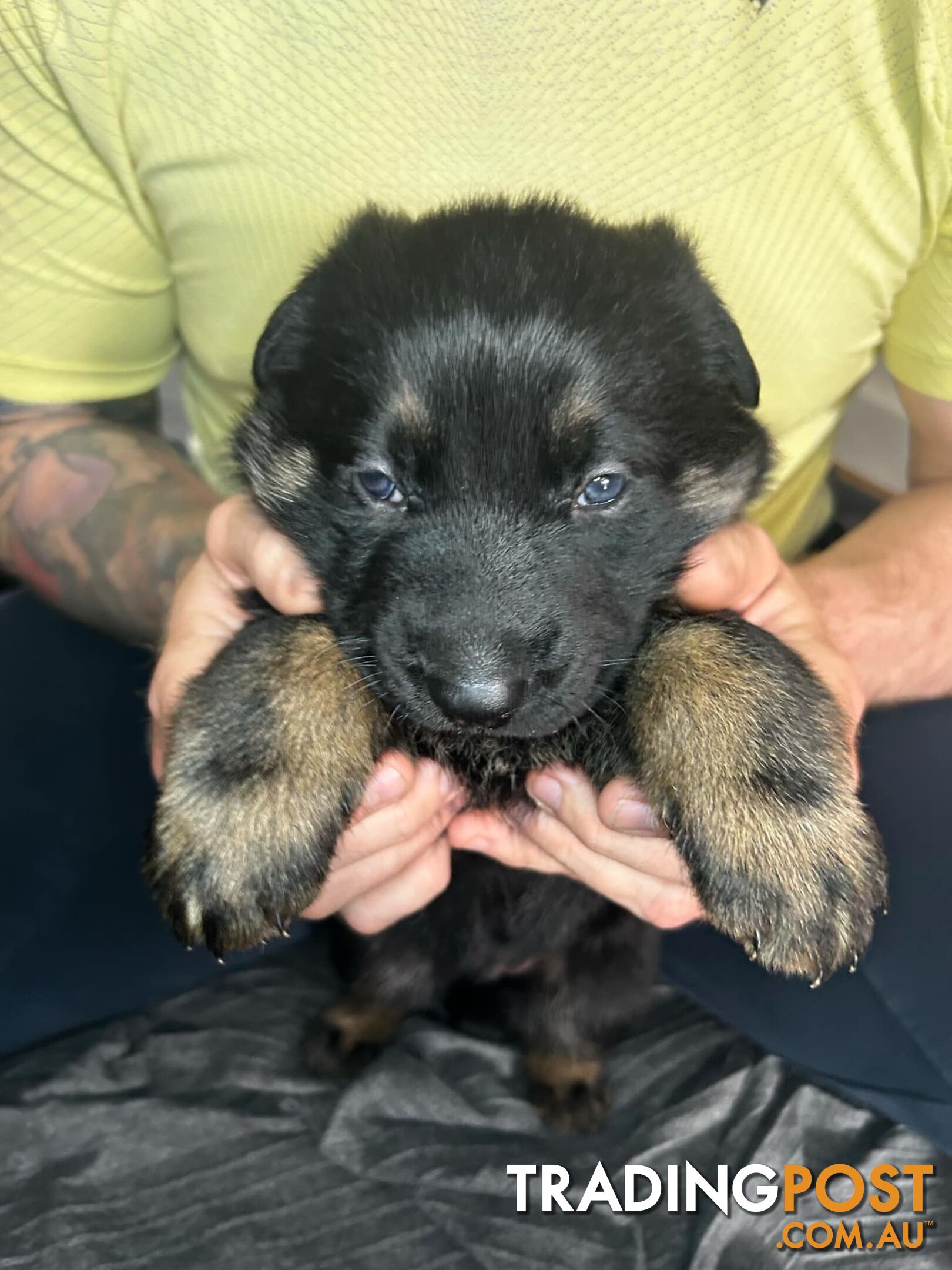 German Shepherd Puppies