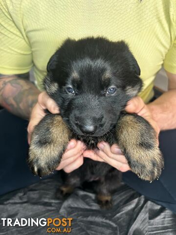 German Shepherd Puppies