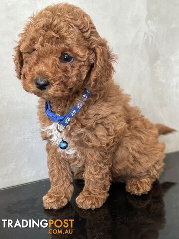 Gorgeous first-generation toy cavoodle puppies