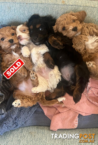 Adorable F1b Cavoodle Puppies For Sale