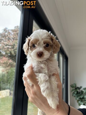 F2 Cavoodle ((ALL SOLD)) contact us to be added to our waitlist for next year!