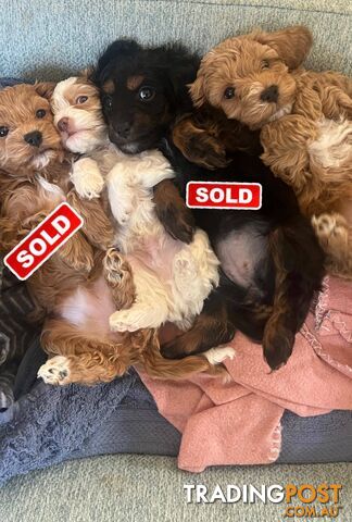 Adorable F2 Cavoodle Puppies For Sale