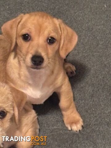 Sweenie Puppy