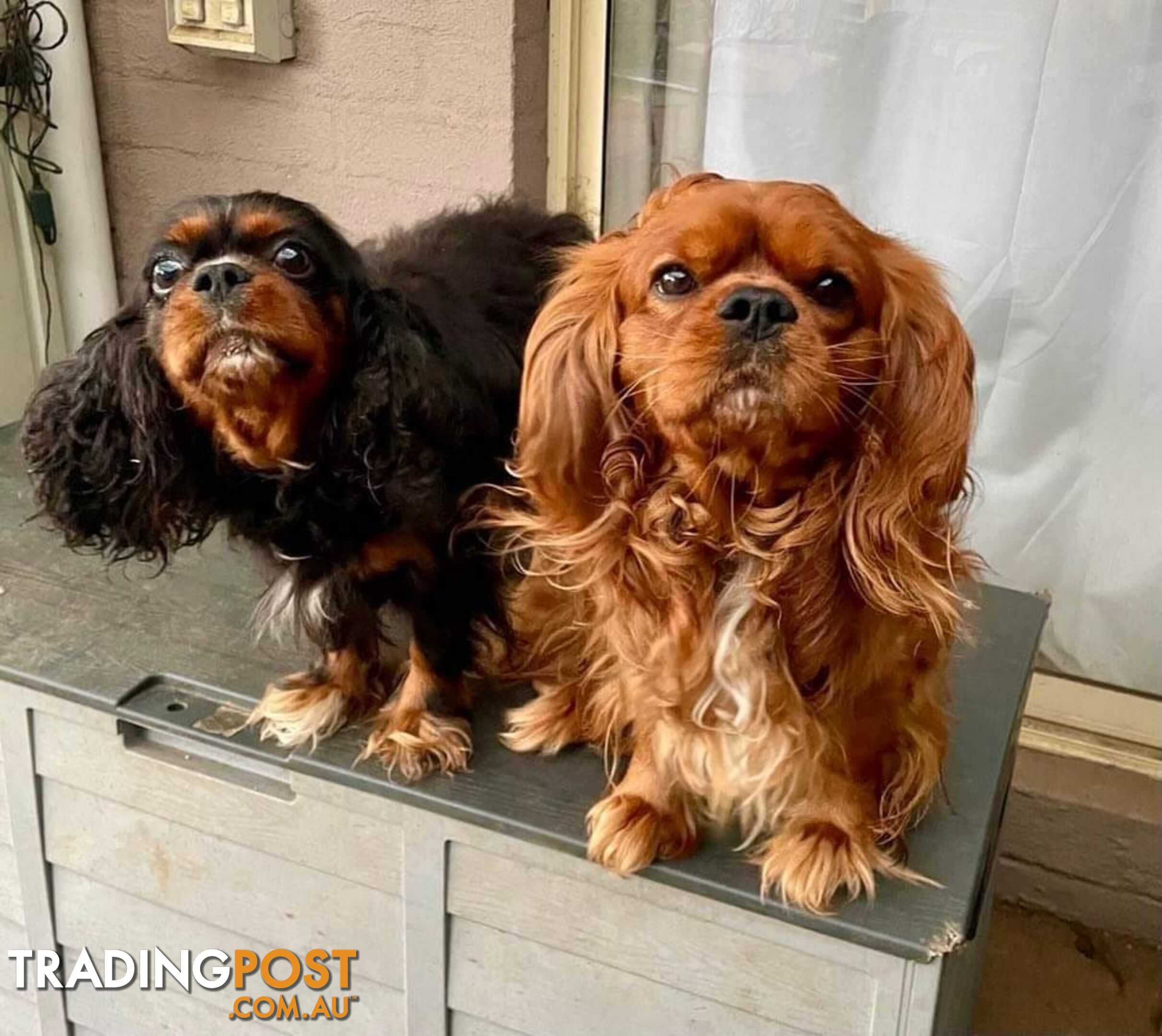 Cavalier King Charles Puppies