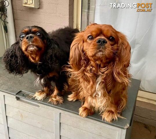 Cavalier King Charles Puppies