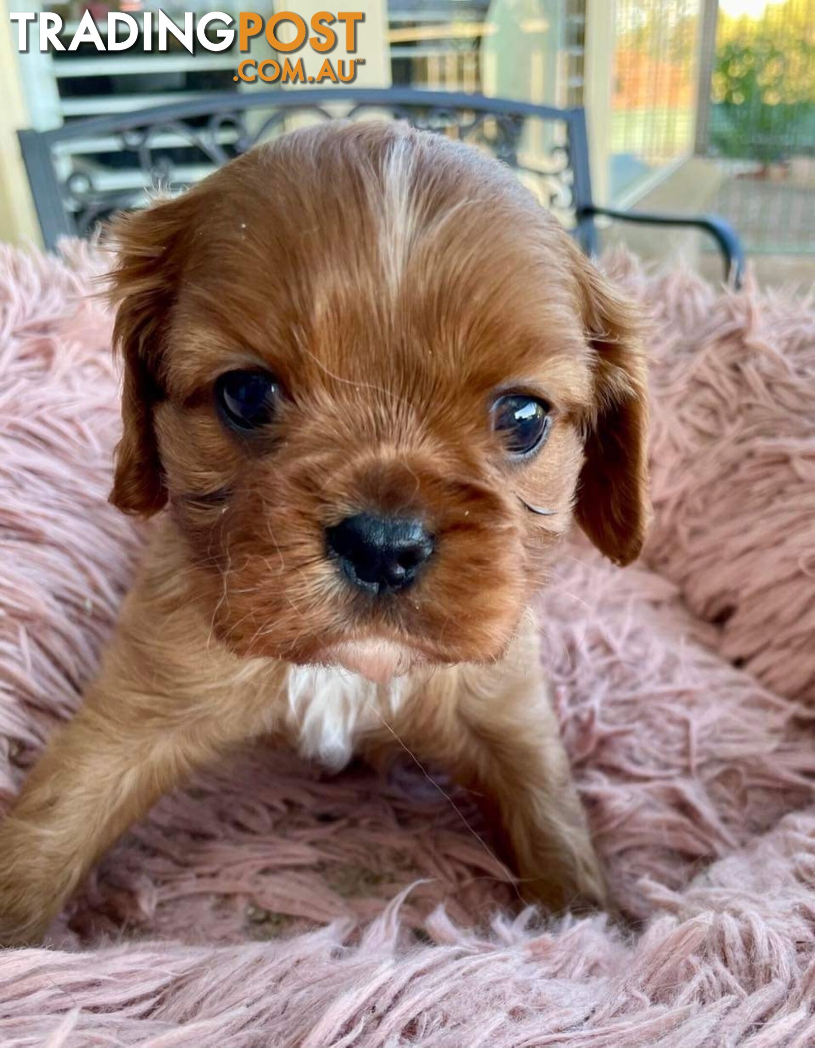 Cavalier King Charles Puppies