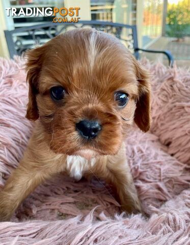 Cavalier King Charles Puppies