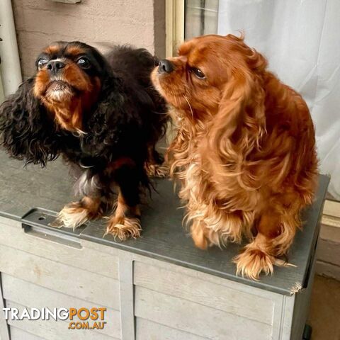 Cavalier King Charles Puppies