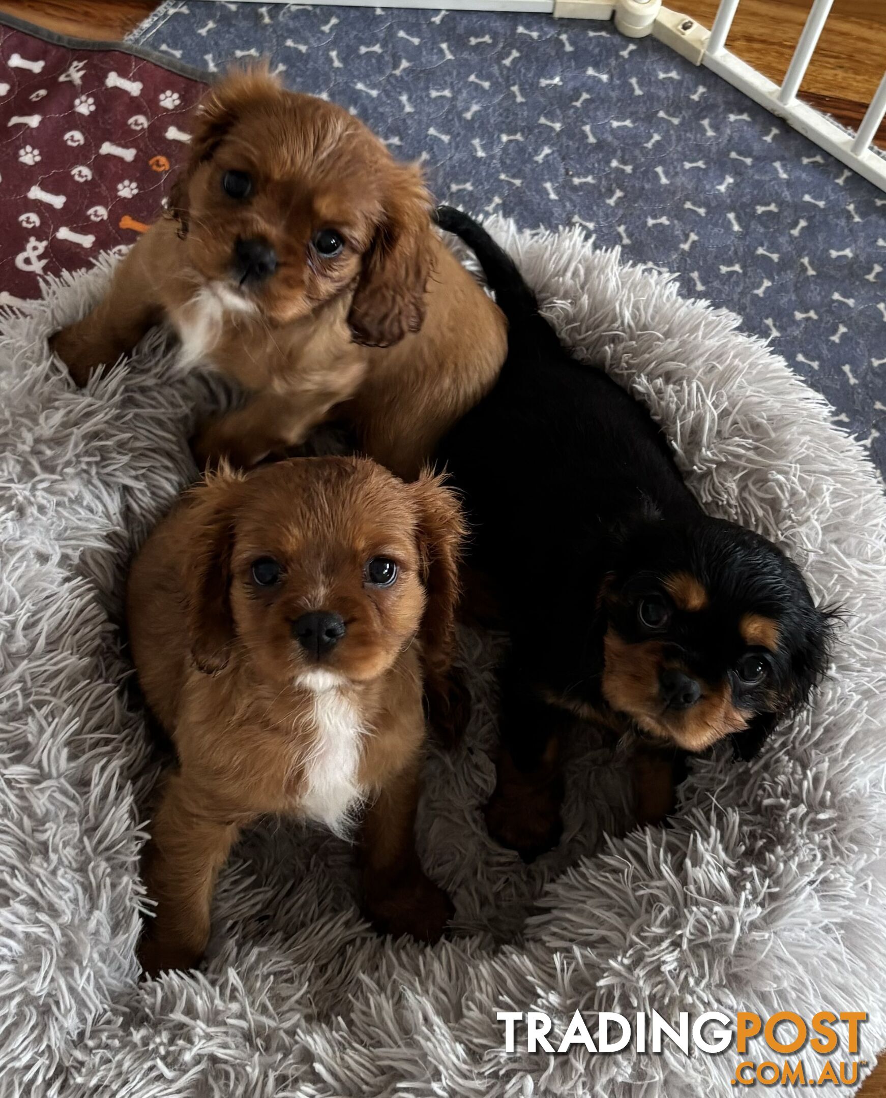 Cavalier King Charles Puppies