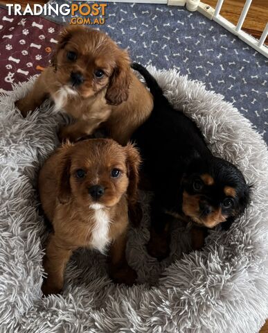 Cavalier King Charles Puppies