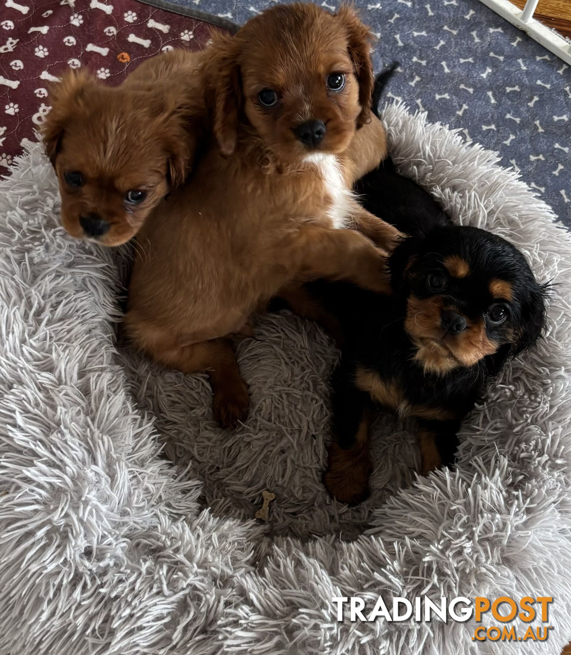 Cavalier King Charles Puppies