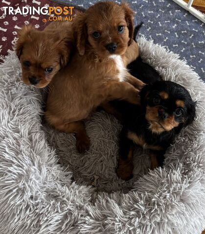 Cavalier King Charles Puppies