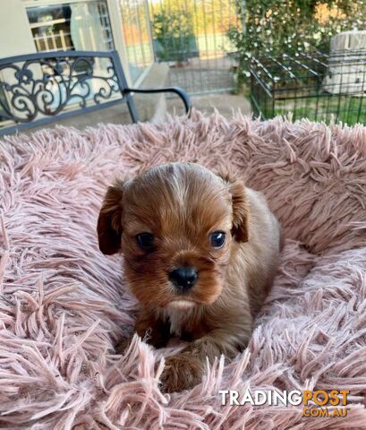 Cavalier King Charles Puppies