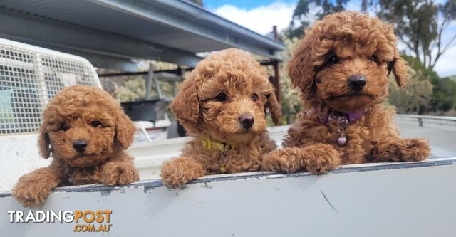 Toy poodle puppies