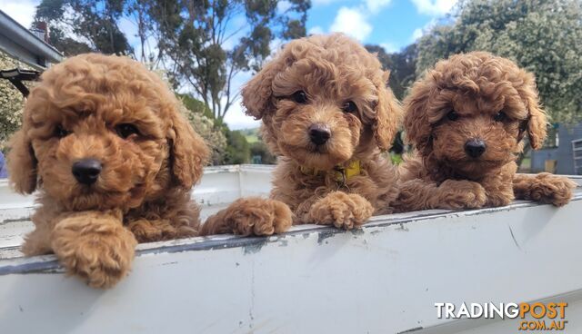 Toy poodle puppies