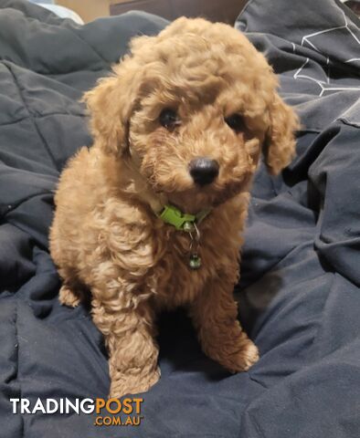 Toy poodle puppies